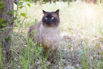 Naklejka na ściany i meble Siamese or Thai cat stands under a tree. Scared cat. The cat walks in the park alone