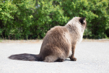 Siamese or Thai cat sits alone on the road sitting sideways to the camera. Cat figure