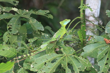 Basilicus plumifons femelle