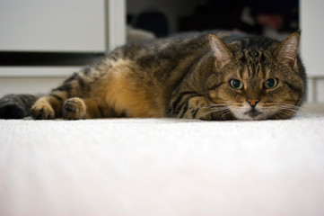 An angry cat lying on the floor. A grey tabby cat looks to the camera.