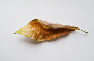the autumn leaf on a white background