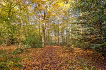 Autumn in the woods.