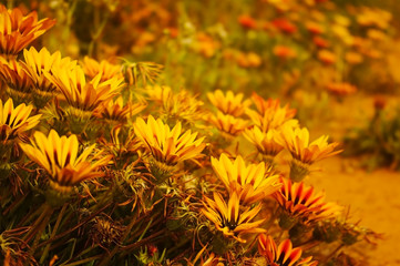 Golden Portulaca flowers in spring