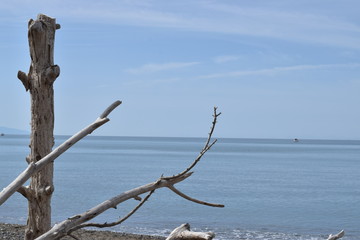 Beach, sea and pinewood on the seaside in Marina di Cecina, Tuscany, Italy. Panoramic view of the...