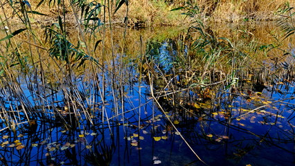  Thickets of reeds. Cane. Reflection in water. Autumn background for the designer. The Volga River Delta. Russia