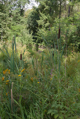 thickets of reeds, reeds in the swamp, green vegetation
