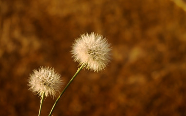 dandelion on brown background 