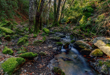 Beautiful scene in the forest . Mountain river flowing through the green forest.