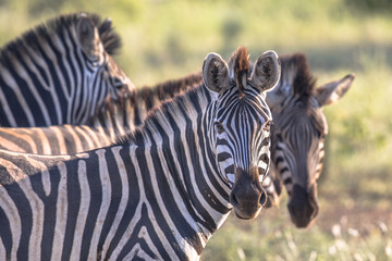 Fototapeta na wymiar Common Zebras looking at camera