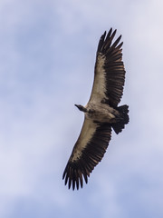 Flying White backed vulture