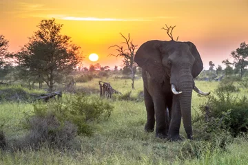 Fototapeten Afrikanischer Elefant, der bei Sonnenaufgang spazieren geht © creativenature.nl