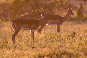 Two Impalas backlight