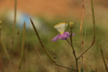 Wild Flower in Pink and yellow in Color.