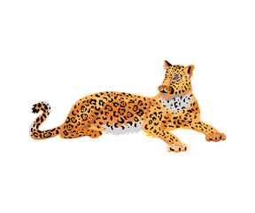Leopard, wild cat for pattern, design, t-shirt print, sticker. Vector illustration on white background.