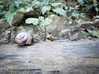 Snail inside its shell, resting on a tree trunk.