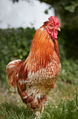 Close up of a red rooster in the grass