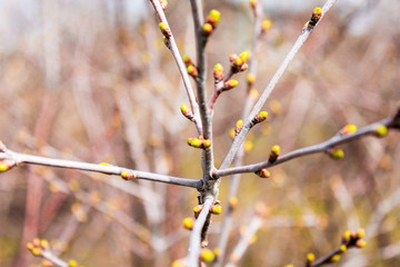 buds on branches of a bush in the spring on a blurred background