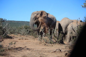 Elefant in Action Addo Nationalpark
