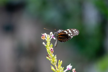 Schmetterling auf Blüte