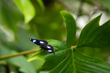 Schmetterling auf Blatt