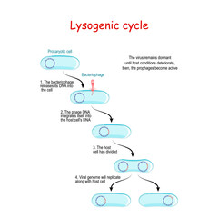 lysogenic cycle with bacteriophage