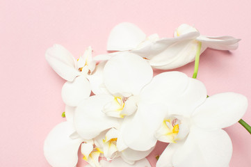 Fototapeta na wymiar Beautiful White Phalaenopsis orchid flowers on pastel pink background top view flat lay. Tropical flower, branch of orchid close up. Pink orchid background. Holiday, Women's Day, Flower Card, beauty