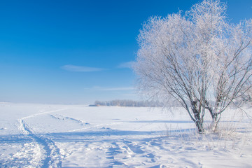 Fototapeta na wymiar Stunning winter scenery with bare tree covered by frost on snowy meadow under blue sky