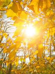 Autumn sunny landscape. Beautiful autumn trees leaves in the park.