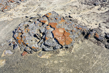 View of microbial mats stromatolites at the Hamelin Pool in Shark Bay, World Heritage area, Western Australia