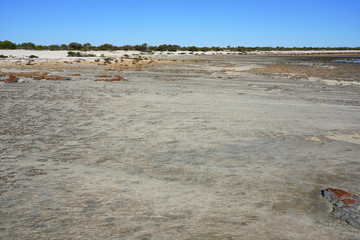 View of microbial mats stromatolites at the Hamelin Pool in Shark Bay, World Heritage area, Western Australia