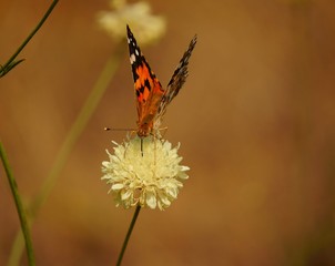 butterfly on flower