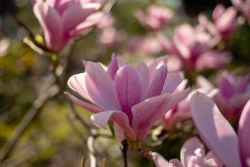 Obraz na płótnie Canvas Rose blühende Magnolie im Frühling 