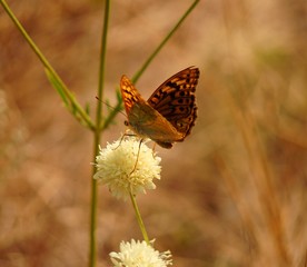butterfly on flower