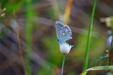 butterfly on flower