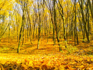 Obraz premium Autumn sunny landscape. Beautiful autumn trees leaves in the park.