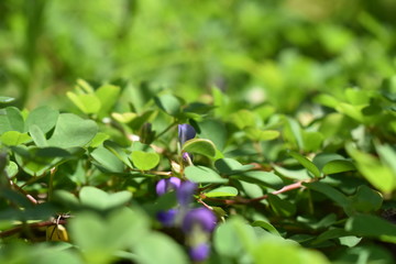 green leaves and berries
