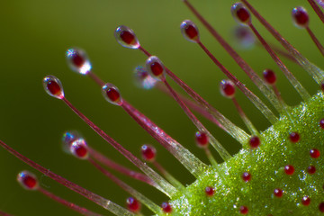closeup of a round-leaved sundew