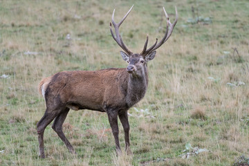 Naklejka na ściany i meble Beautfiul Red deer male in Apennine mountains (Cervus elaphus)