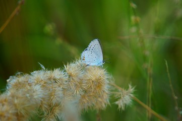 butterfly on flower