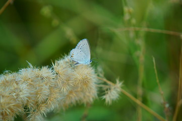 butterfly on flower