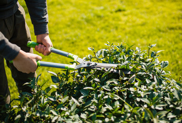 the gardener works in the garden. summer. Cutting the grass. Trim the bushes. secateur. cultivation