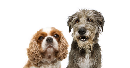 portrait group two dogs, cavalier and purebred tramp dog for web side. isolated on white background. - obrazy, fototapety, plakaty