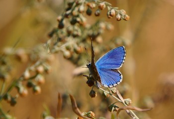 butterfly on flower