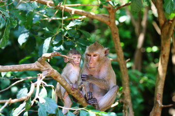Baby monkey with mother monkey watching and sitting on tree branch