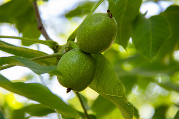 Noix vertes dans leurs coques sur l'arbre