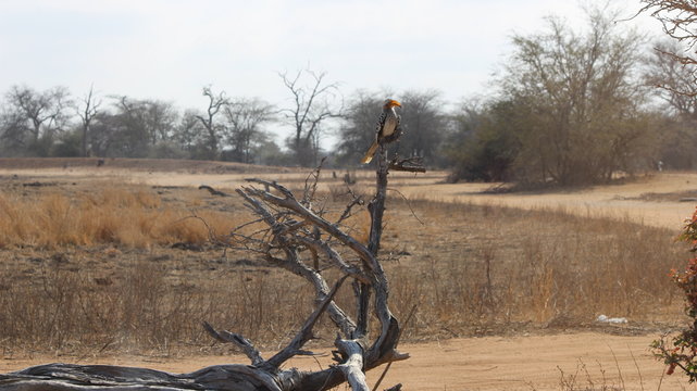 Zazu alleine im Kruger Nationalpark