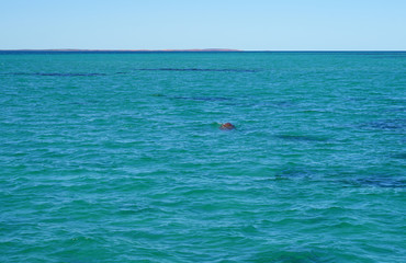 View of a wild dugong (Dugong Dugon) in the water of the Indian Ocean in Shark Bay, Western Australia