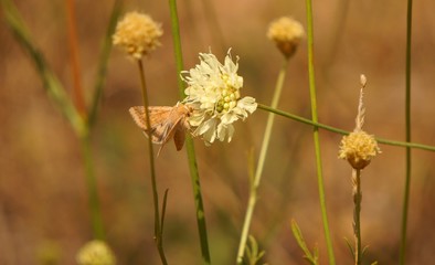 field of flowers