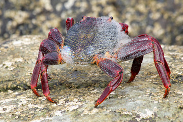 rote_Klippenkrabbe