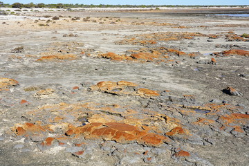 View of microbial mats stromatolites at the Hamelin Pool in Shark Bay, World Heritage area, Western...